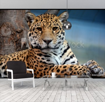 Bild på Jaguar is a cat a feline in the Panthera genus only extant Panthera species native to the Americas Jaguar is the third-largest feline after the tiger and lion and the largest in the Americas